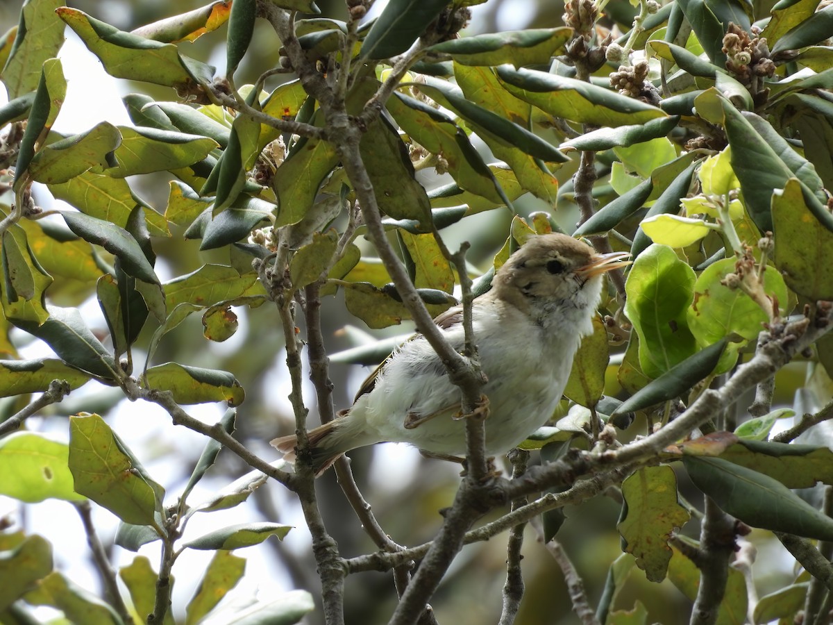 Western Bonelli's Warbler - ML620448107