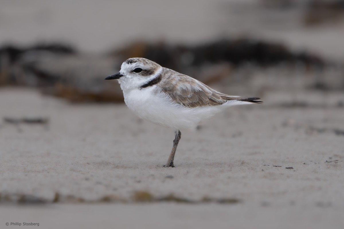 Snowy Plover - ML620448111