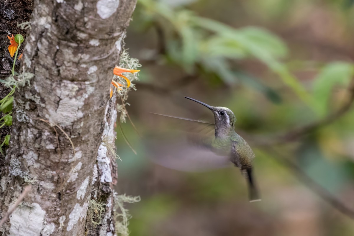 Colibrí Gorjiazul - ML620448122