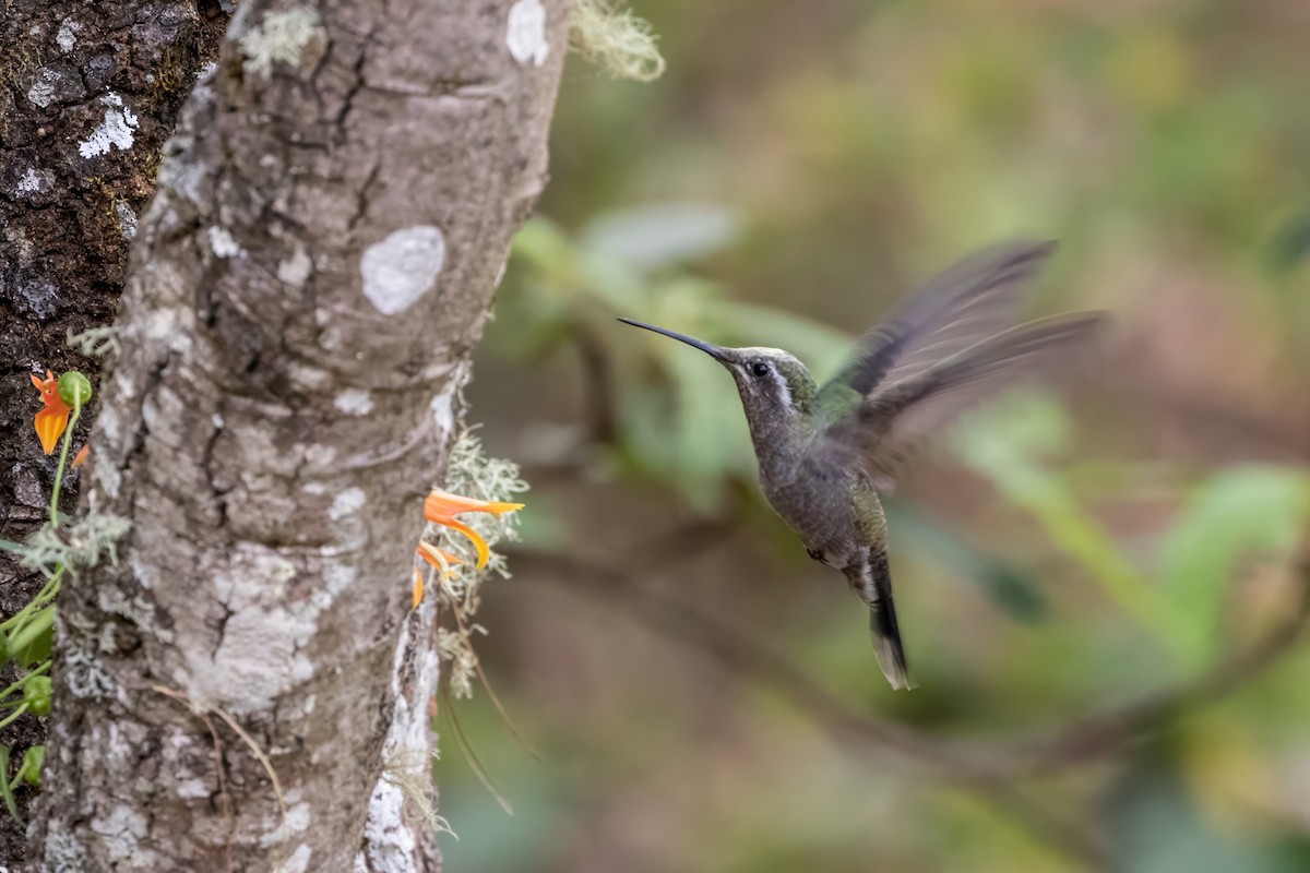 Blue-throated Mountain-gem - ML620448123