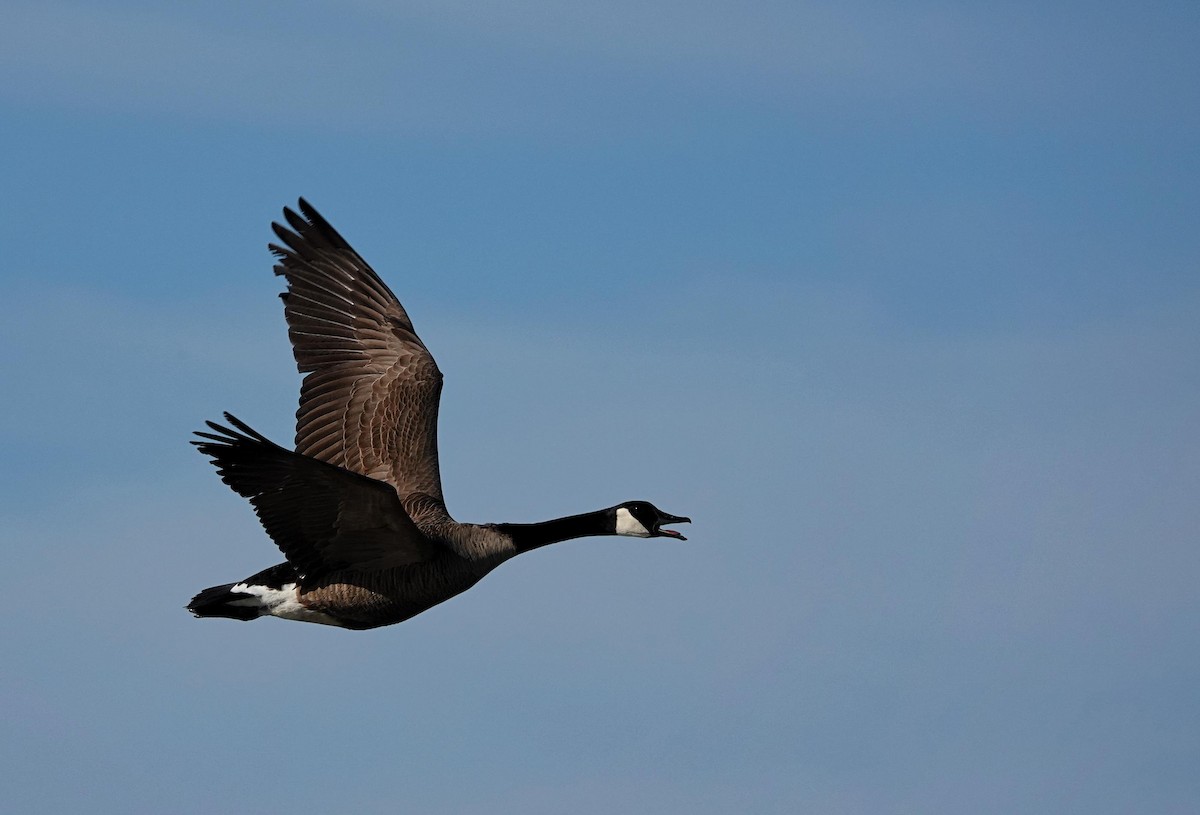 Canada Goose - ML620448124