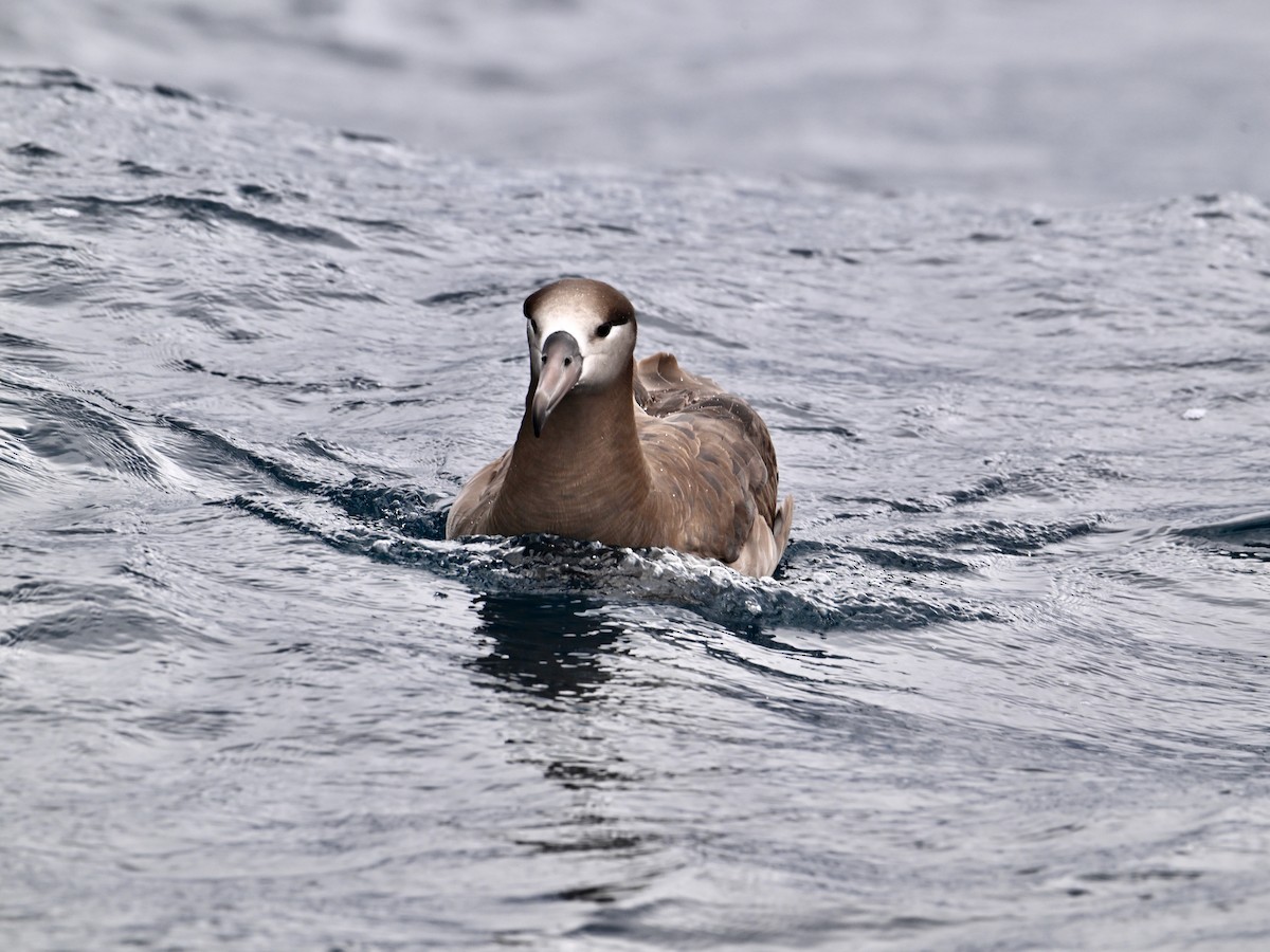 Black-footed Albatross - ML620448130