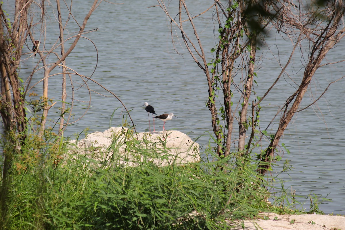 Black-winged Stilt - ML620448138