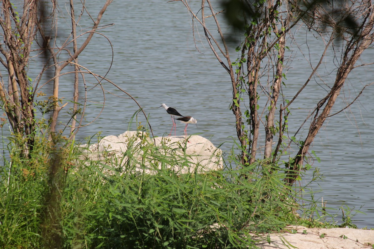 Black-winged Stilt - ML620448139