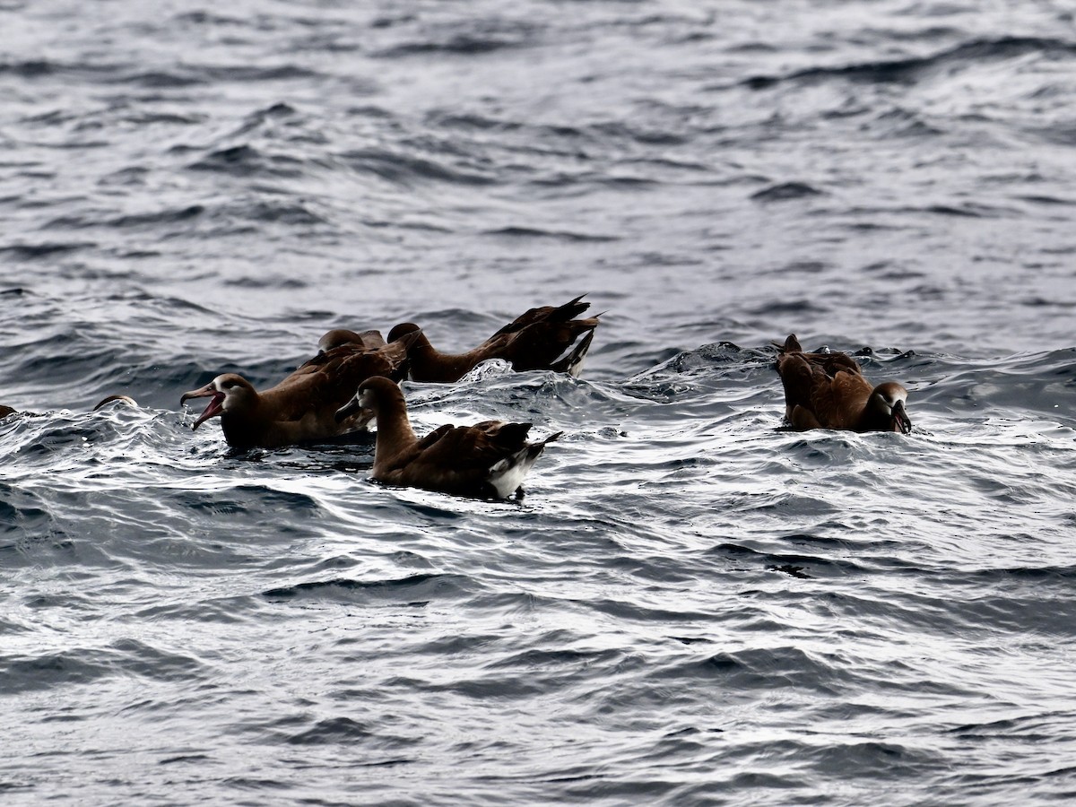 Albatros à pieds noirs - ML620448153