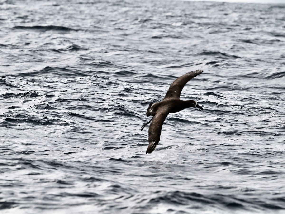 Albatros à pieds noirs - ML620448154