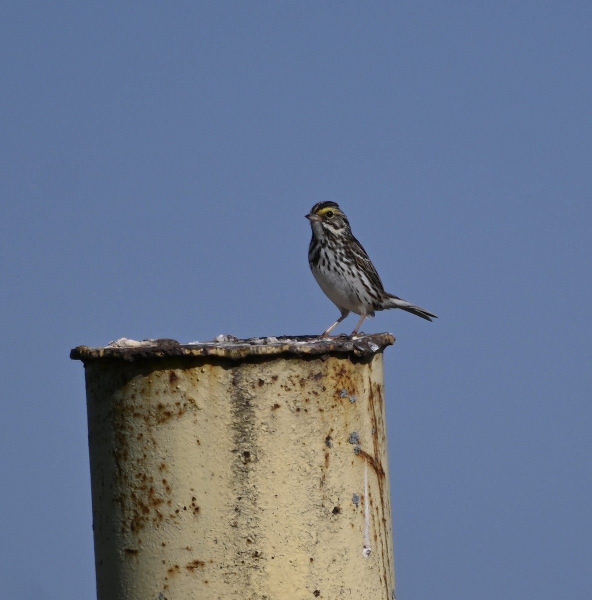 Savannah Sparrow - ML620448155