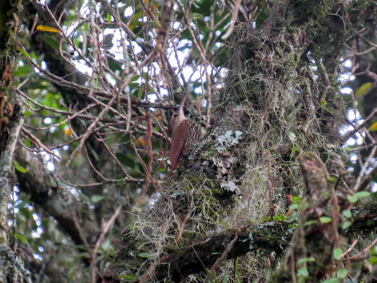 Scalloped Woodcreeper - ML620448159