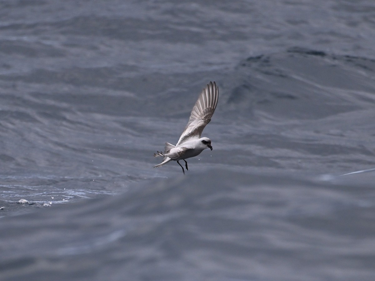 Fork-tailed Storm-Petrel - ML620448166