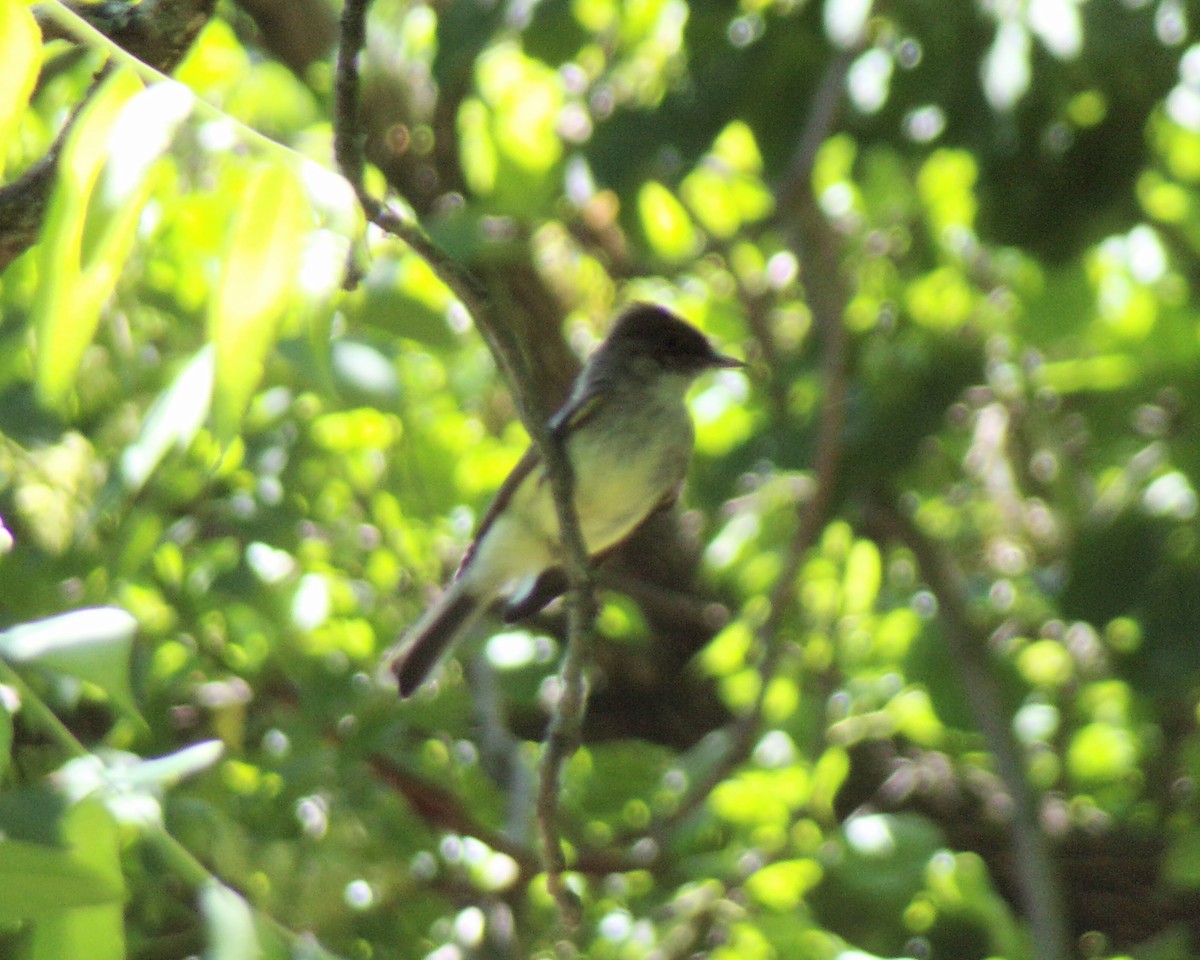 Eastern Wood-Pewee - ML620448167