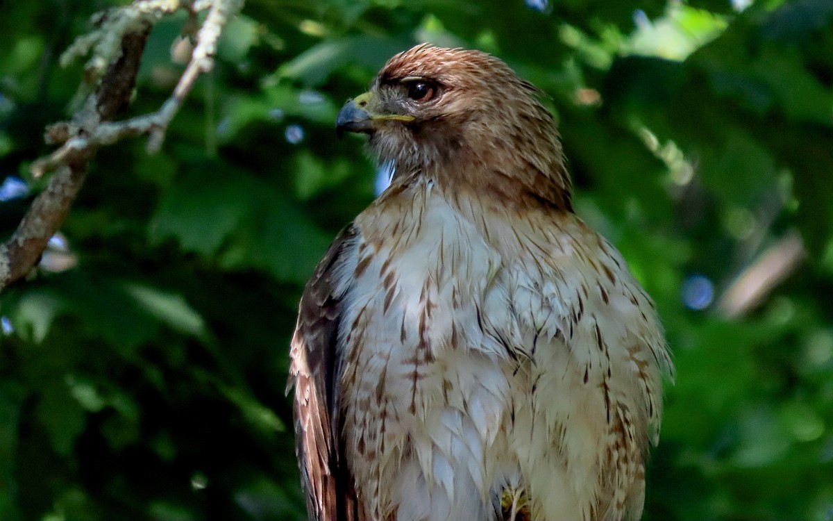 Red-tailed Hawk - ML620448173
