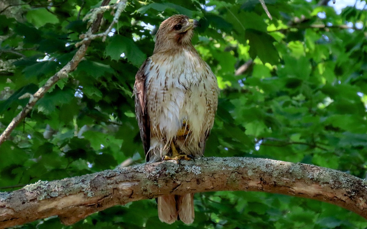 Red-tailed Hawk - ML620448175