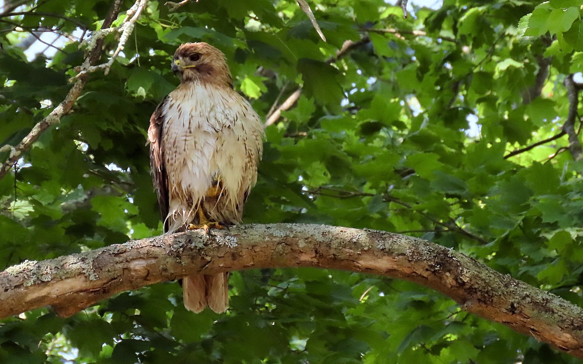 Red-tailed Hawk - ML620448176