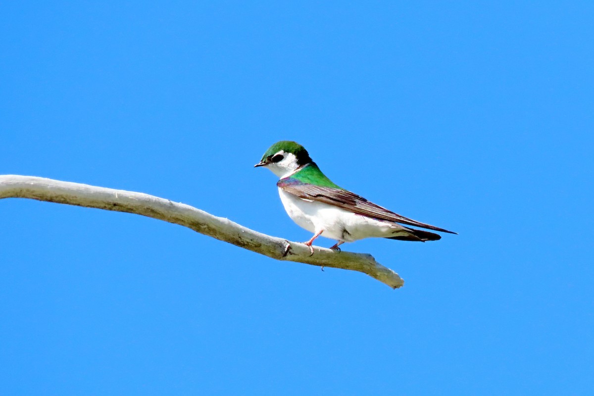 Violet-green Swallow - ML620448178