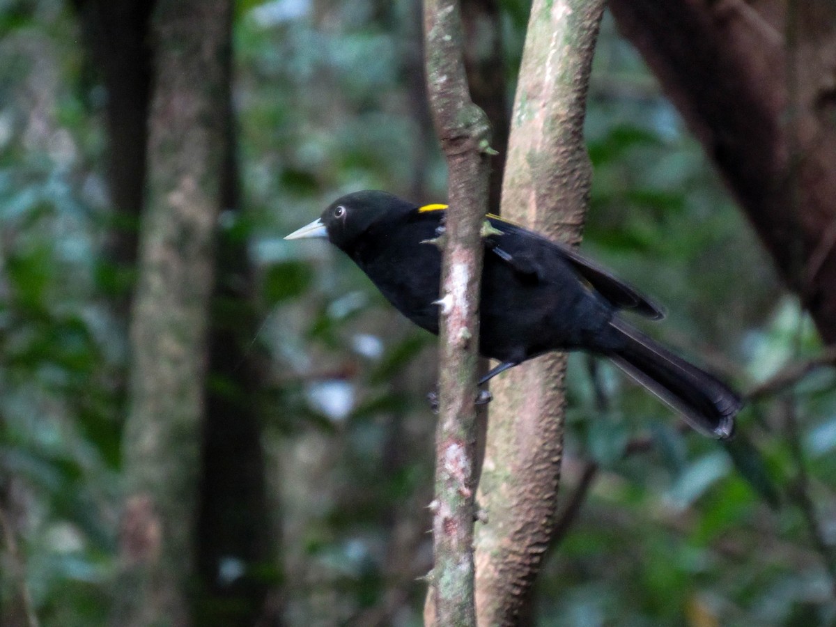 Golden-winged Cacique - Luis  Weymar Junior