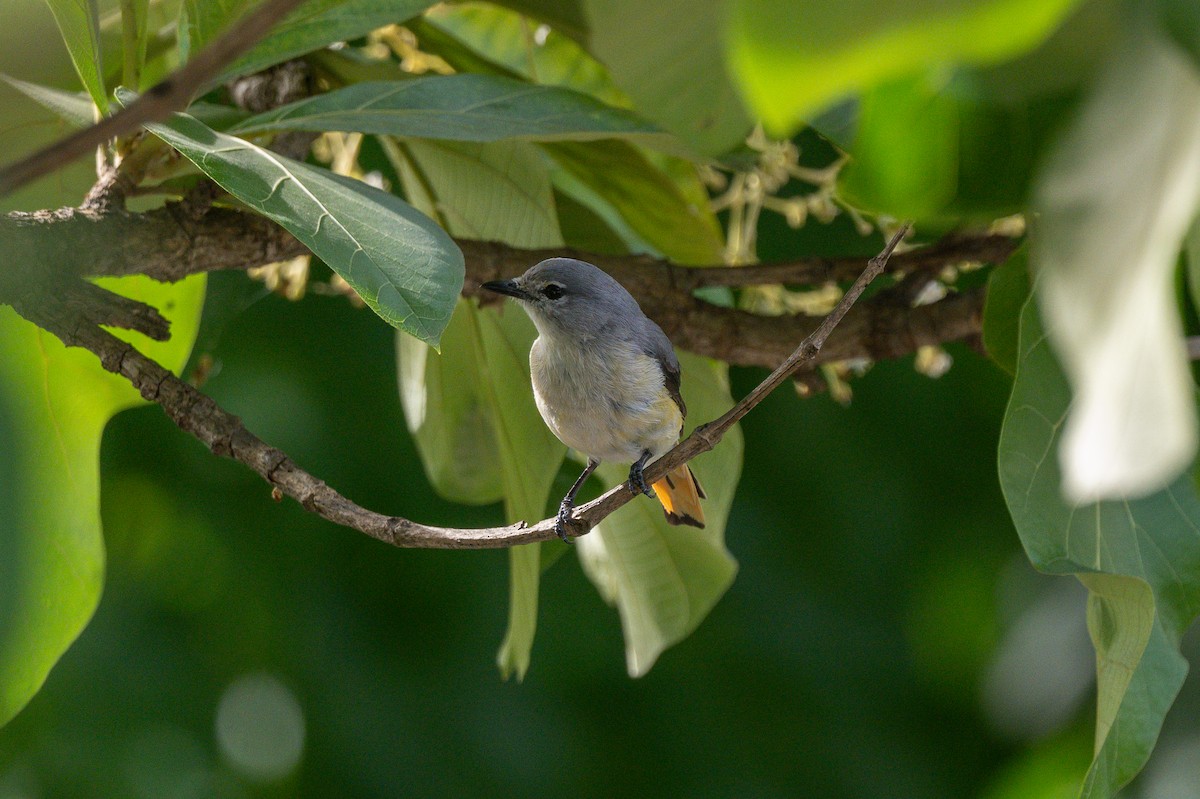 Small Minivet - ML620448181