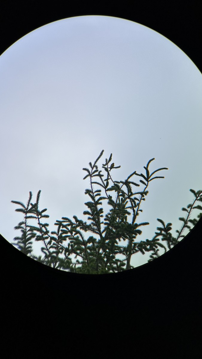 Magnolia Warbler - ML620448184
