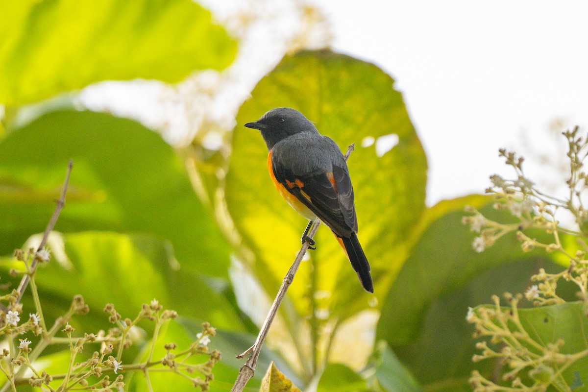 Small Minivet - ML620448187