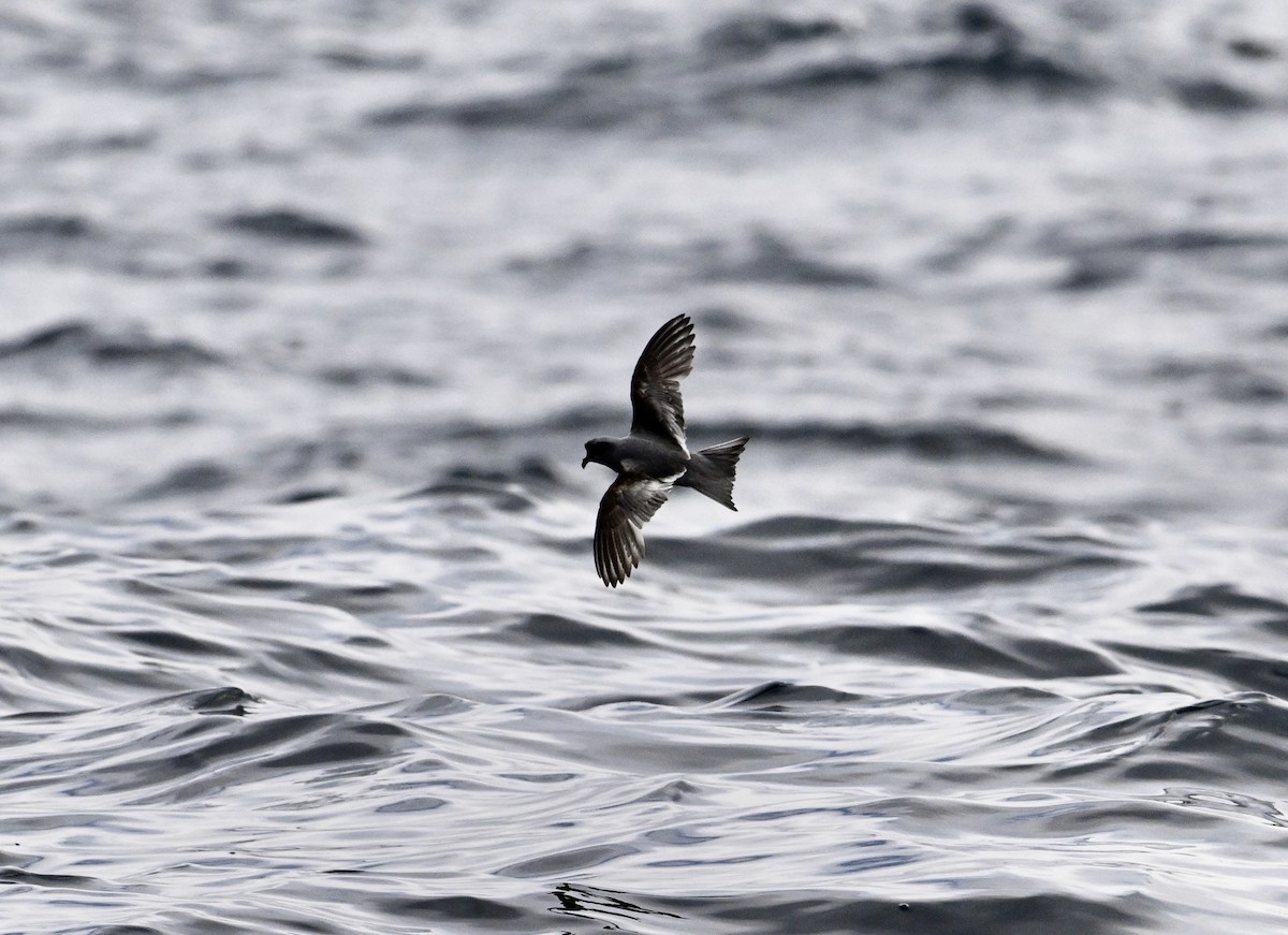 Fork-tailed Storm-Petrel - ML620448189