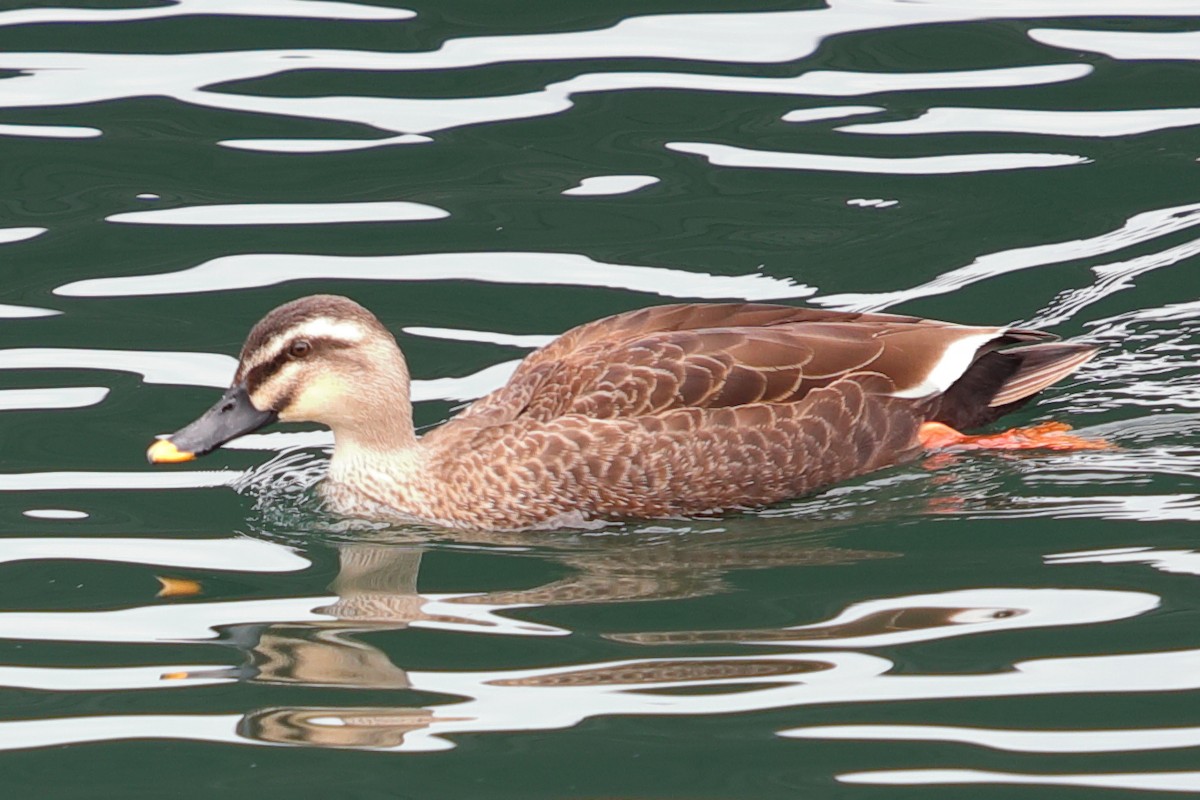 Eastern Spot-billed Duck - ML620448191