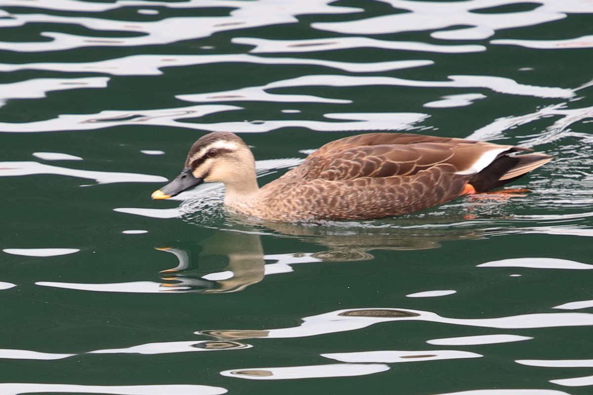 Eastern Spot-billed Duck - ML620448193