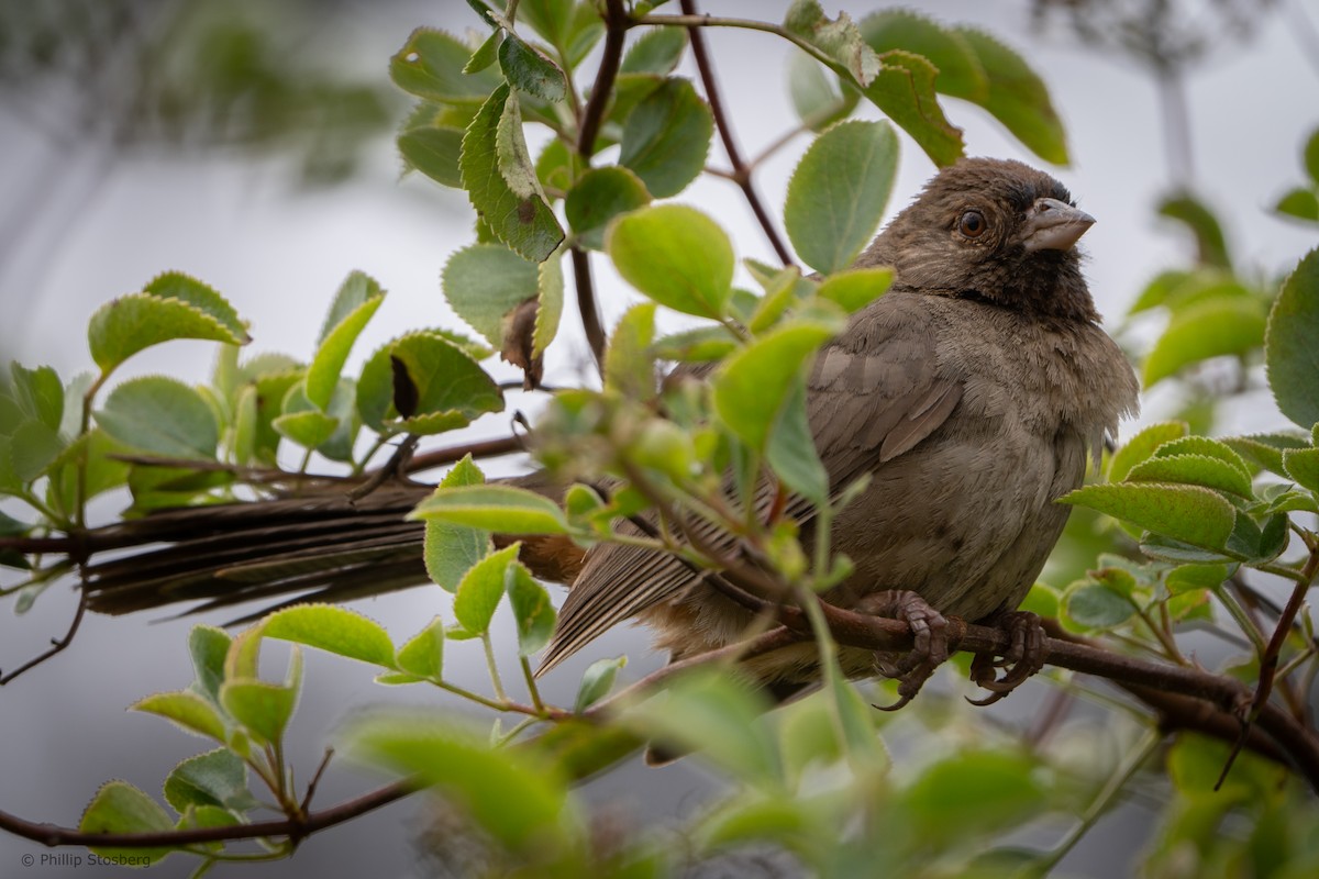 California Towhee - ML620448197