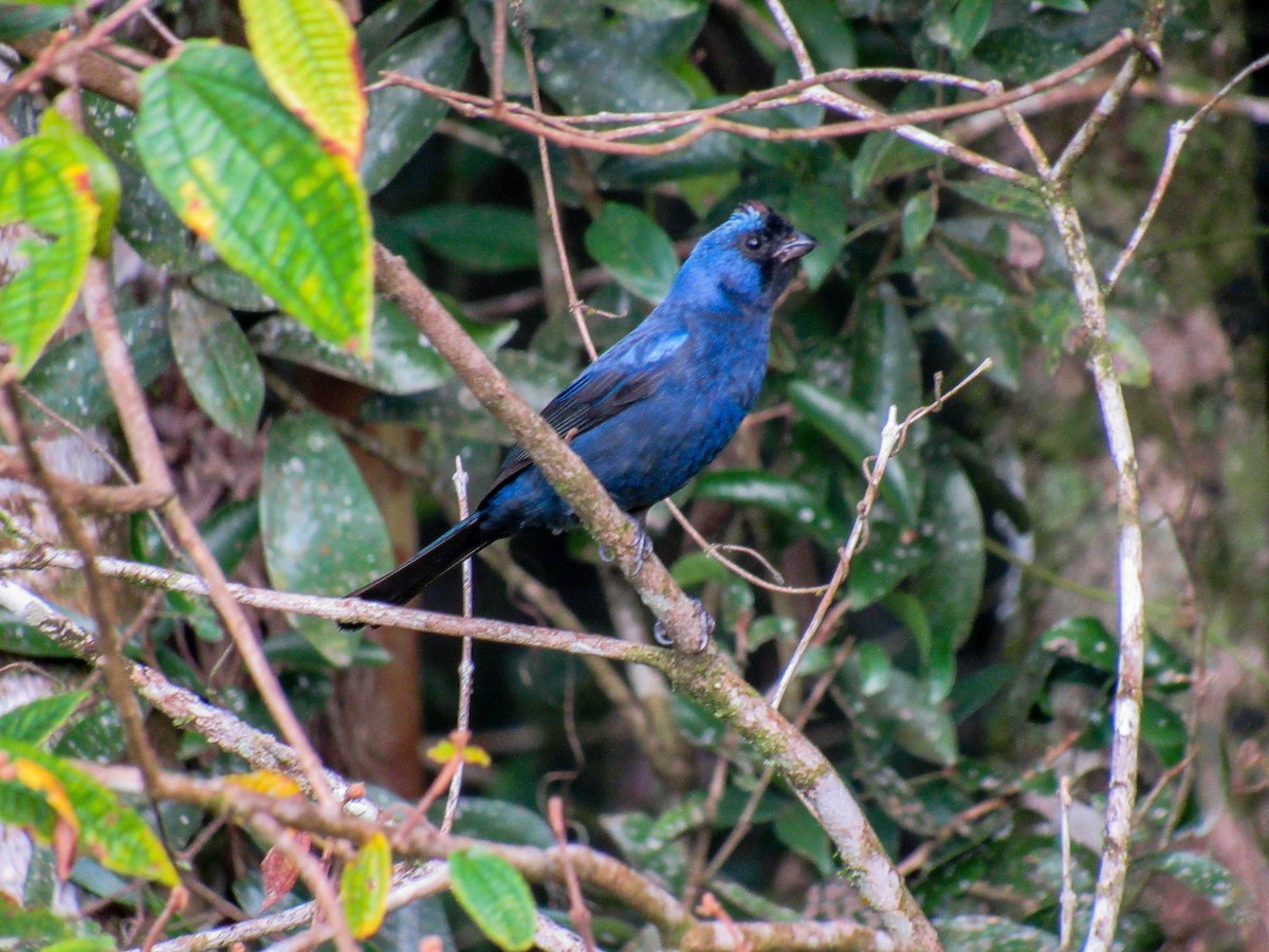 Diademed Tanager - Luis  Weymar Junior