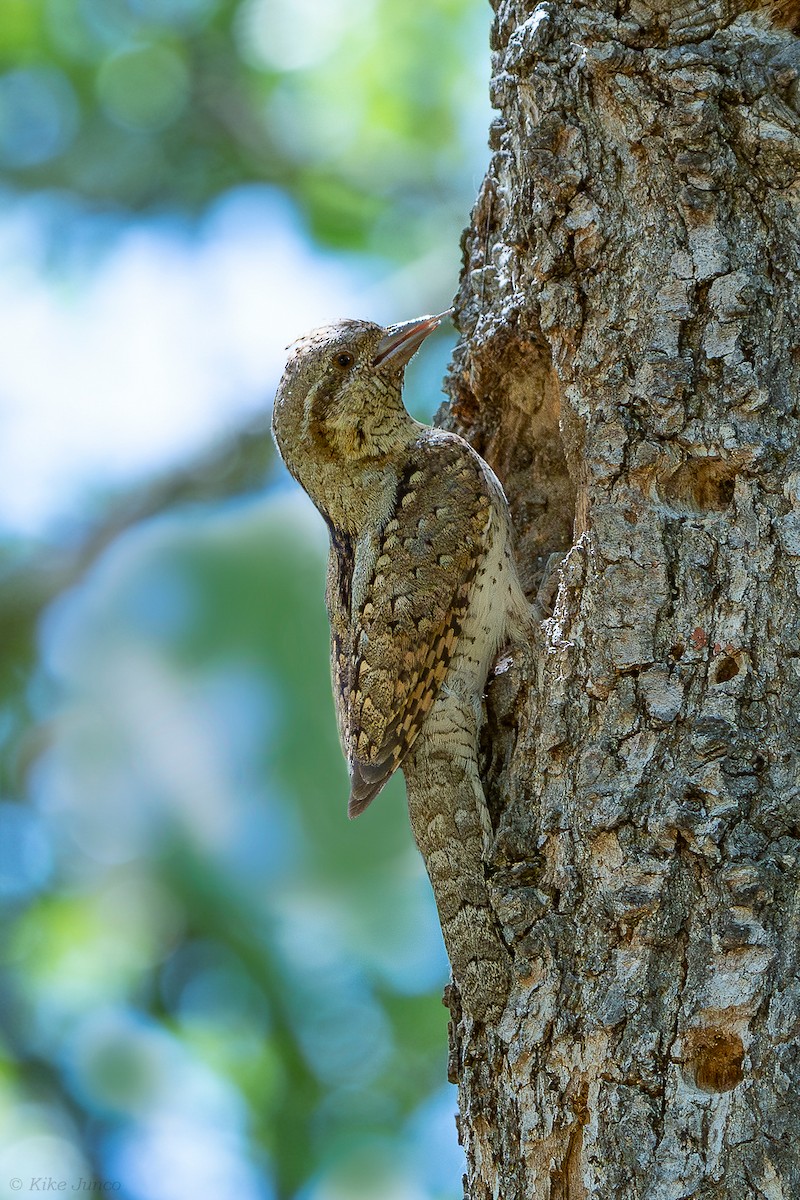 Eurasian Wryneck - ML620448210