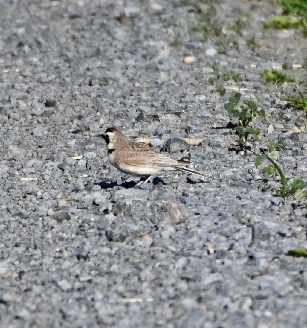 Horned Lark - ML620448212