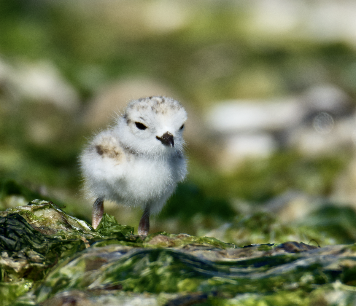 Piping Plover - ML620448214