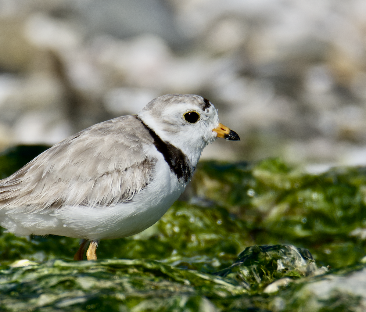 Piping Plover - Anonymous