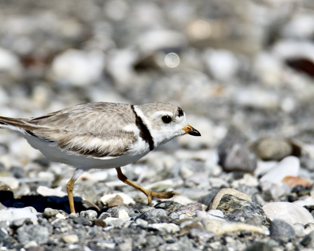 Piping Plover - ML620448217