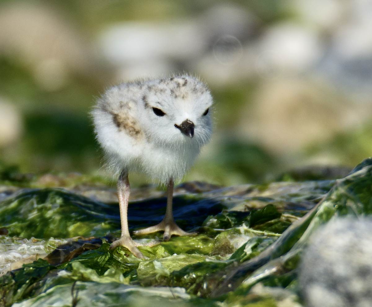 Piping Plover - ML620448218