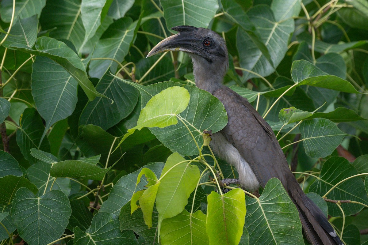 Indian Gray Hornbill - Aditya Rao
