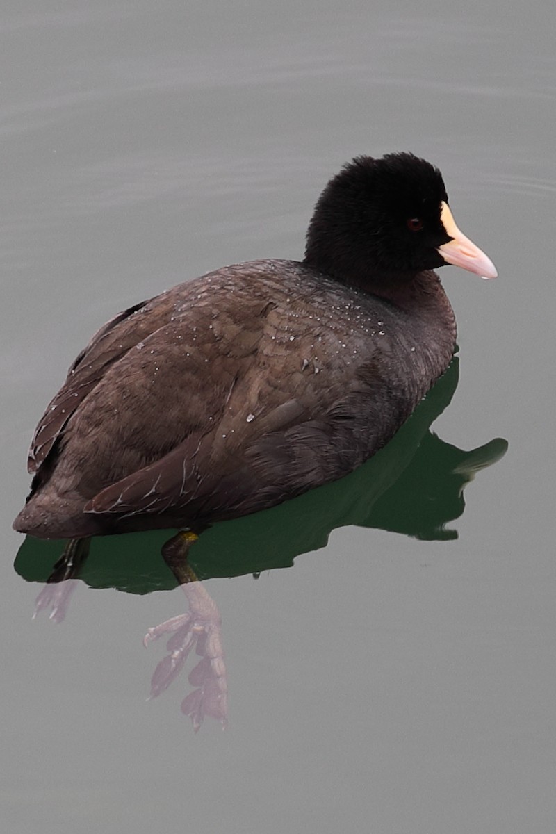 Eurasian Coot - ML620448232