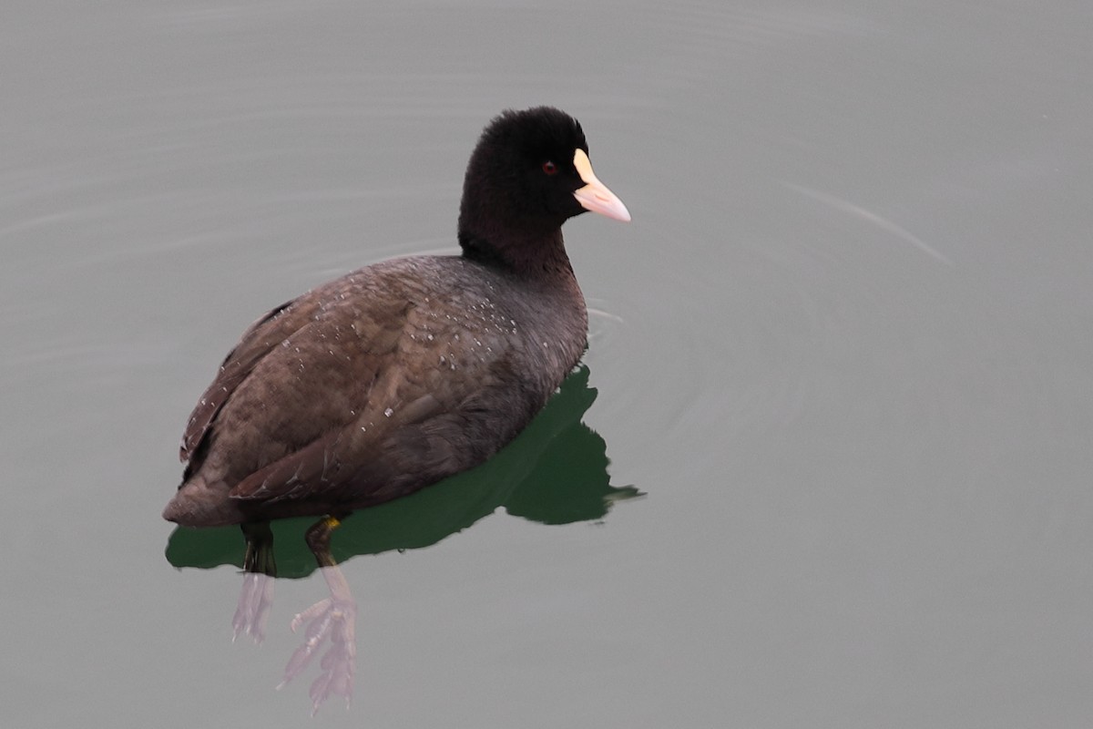 Eurasian Coot - ML620448233