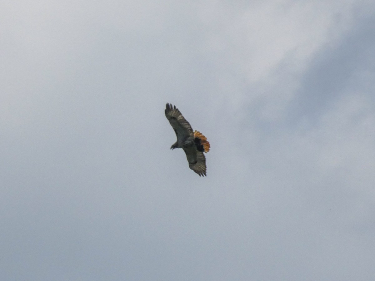 Red-tailed Hawk - ML620448236