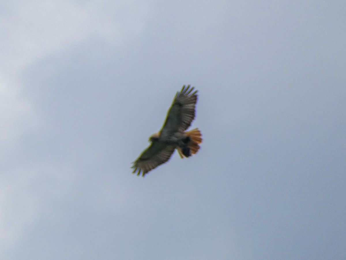 Red-tailed Hawk - ML620448237