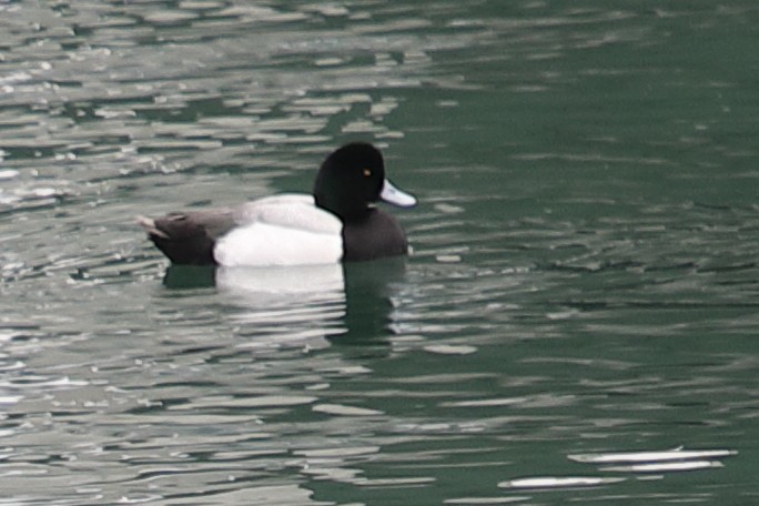 Greater Scaup - ML620448238