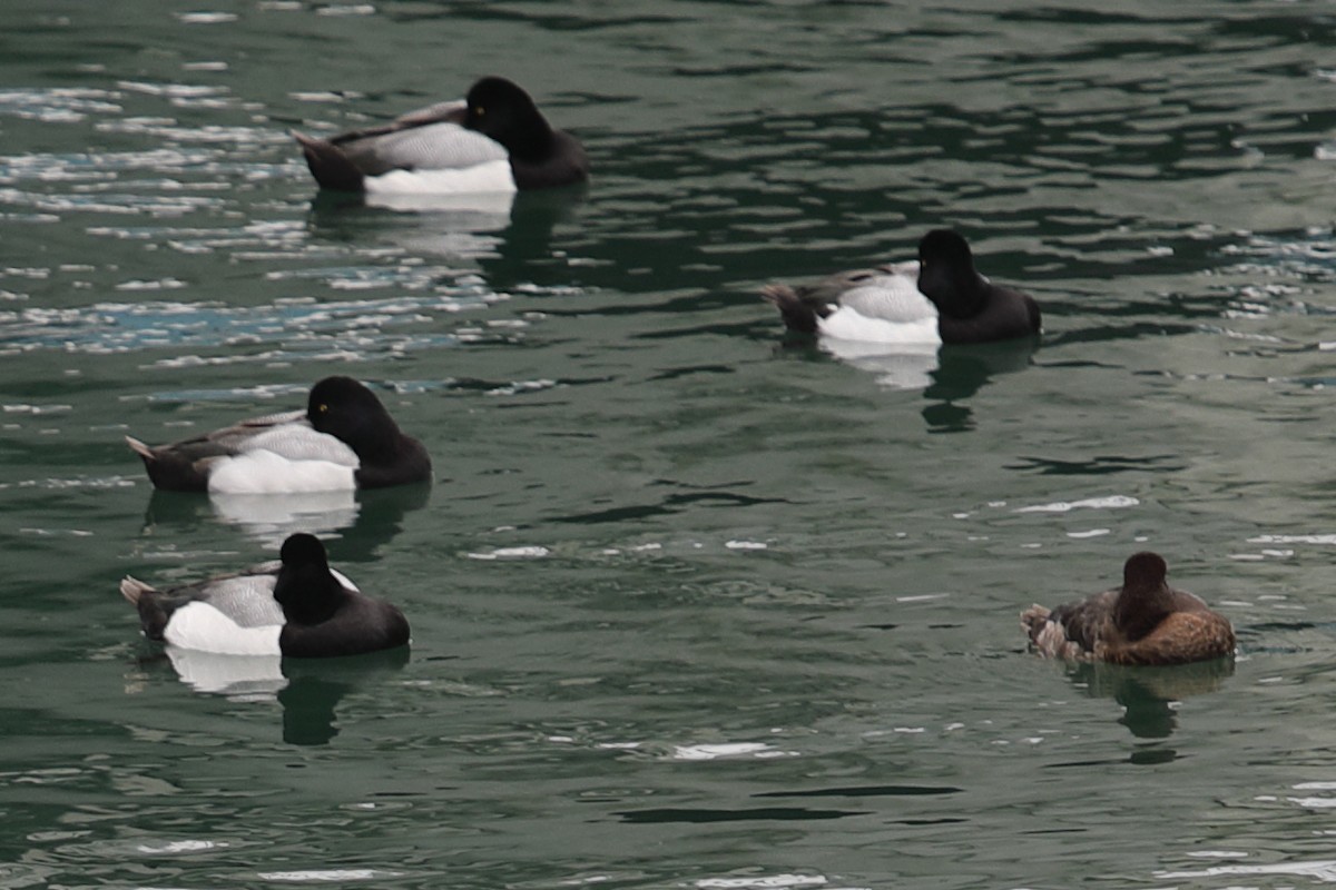 Greater Scaup - ML620448239