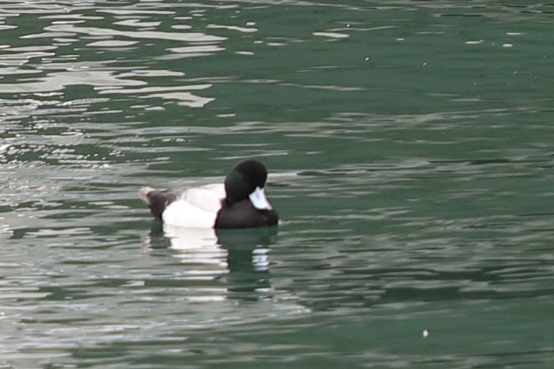 Greater Scaup - ML620448240