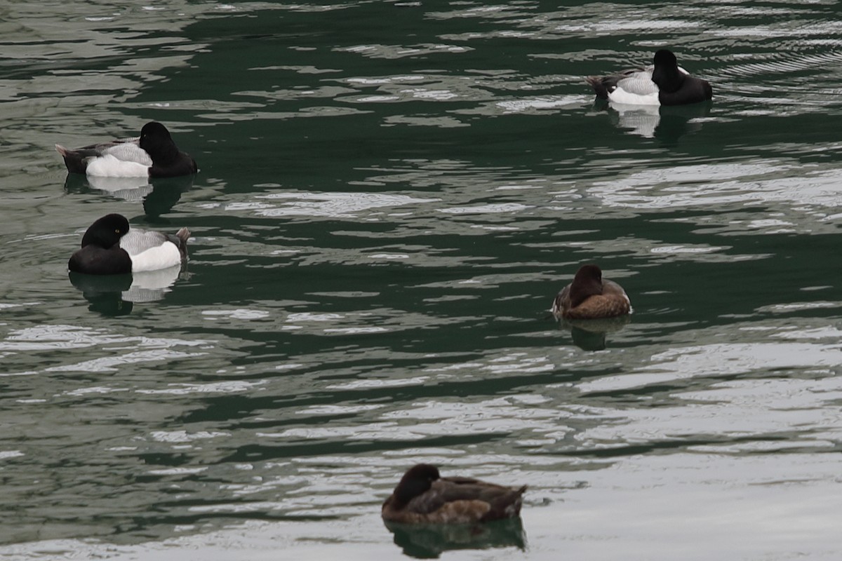 Greater Scaup - ML620448241