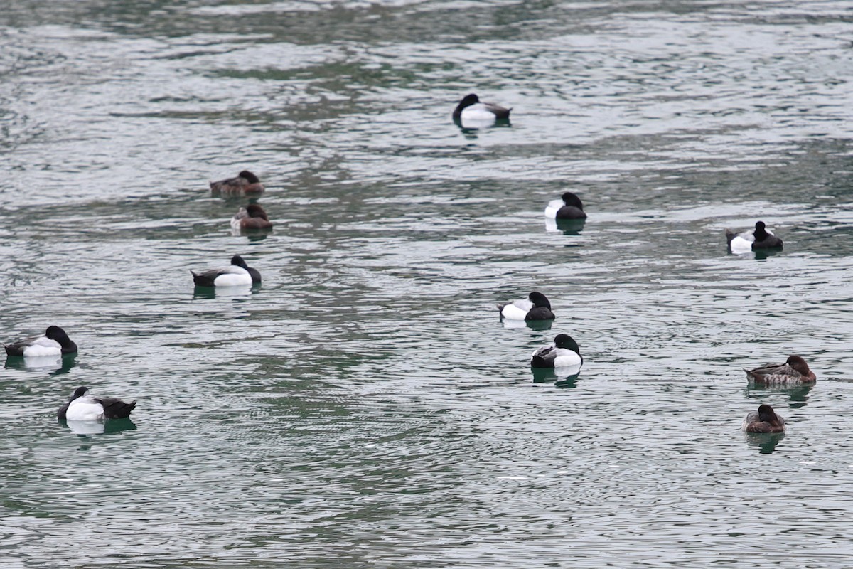 Greater Scaup - ML620448242