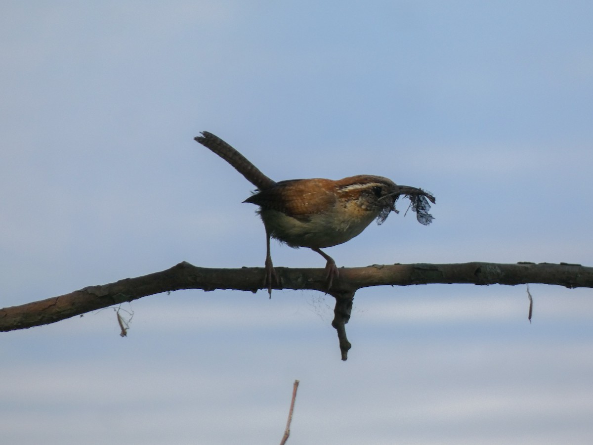 Carolina Wren - ML620448251