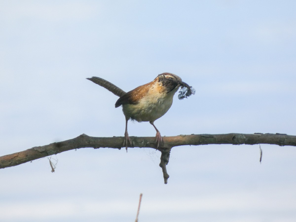 Carolina Wren - ML620448252