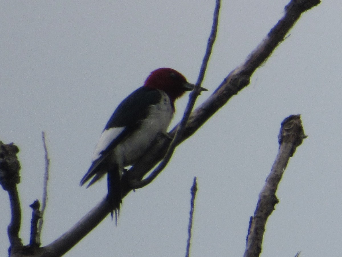 Red-headed Woodpecker - ML620448255