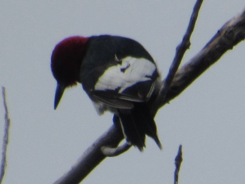 Red-headed Woodpecker - ML620448256