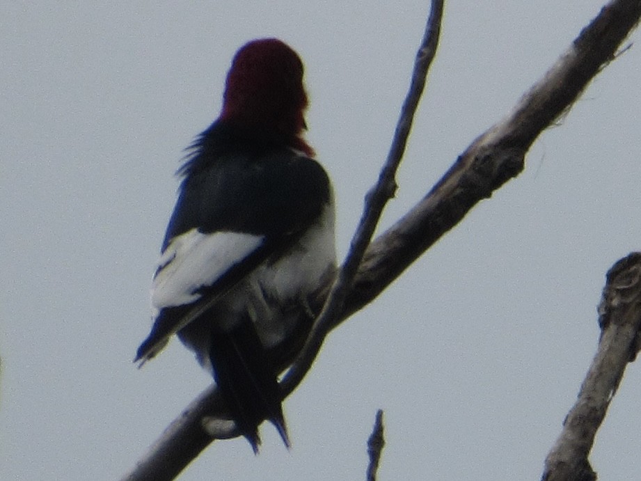 Red-headed Woodpecker - ML620448257