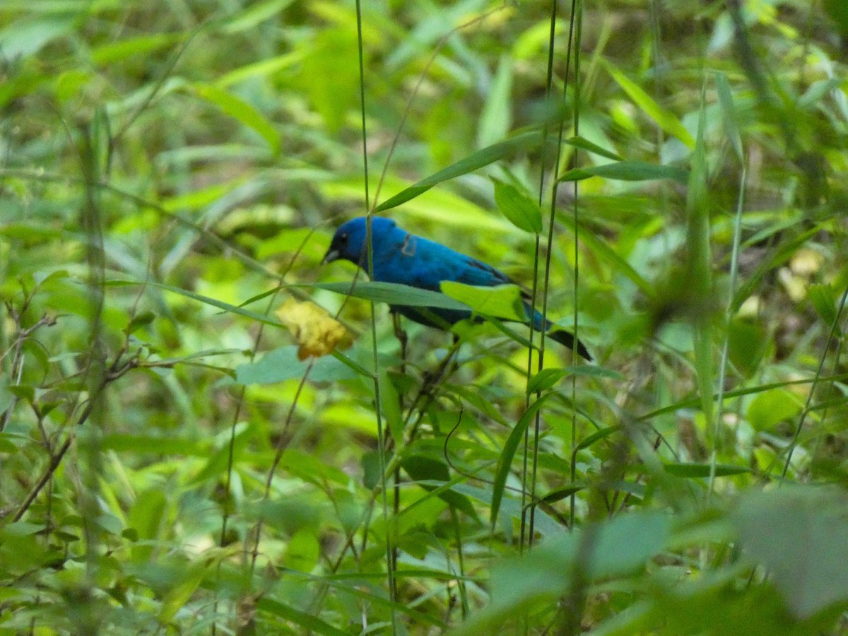 Indigo Bunting - ML620448259