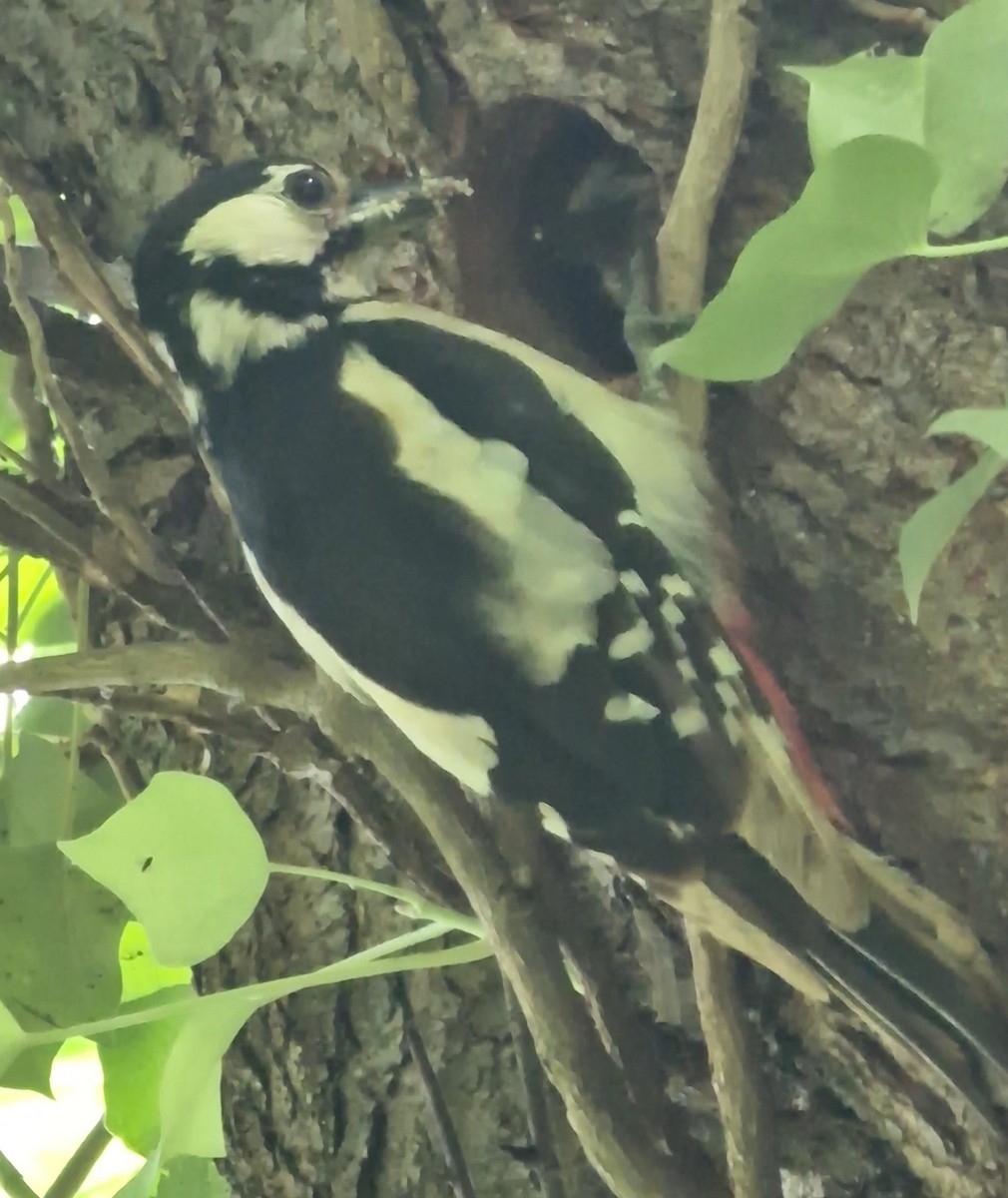 Great Spotted Woodpecker - ML620448260
